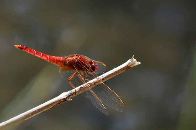 Feuerlibelle