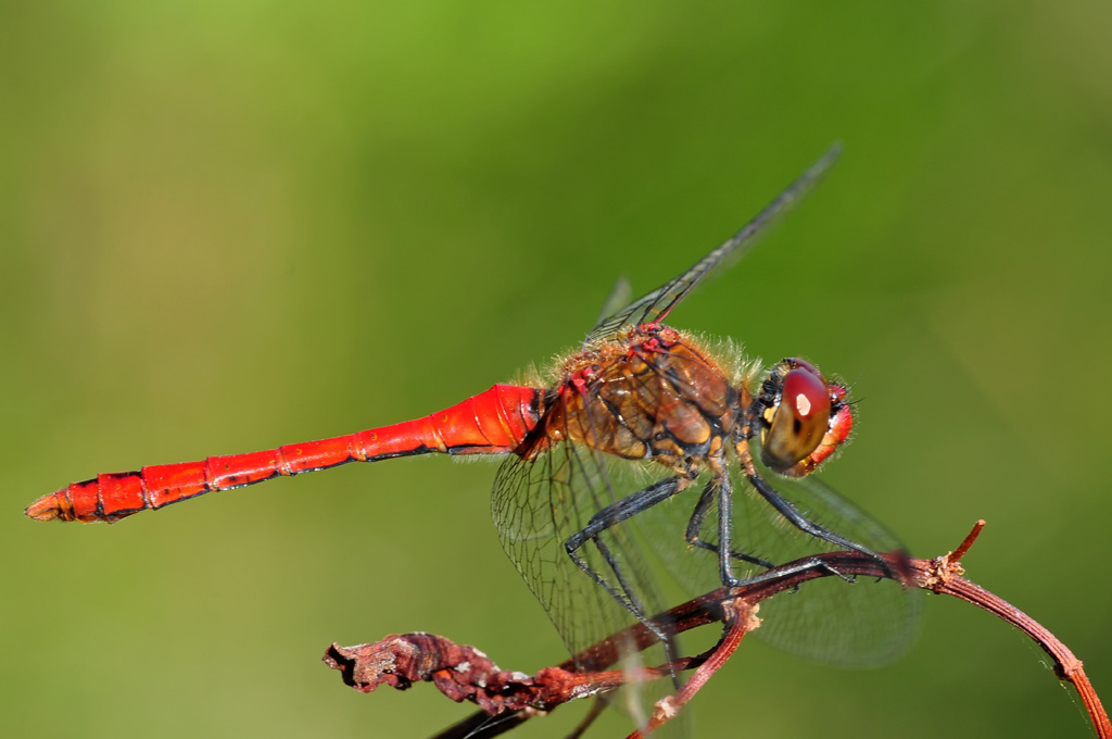 Feuerlibelle