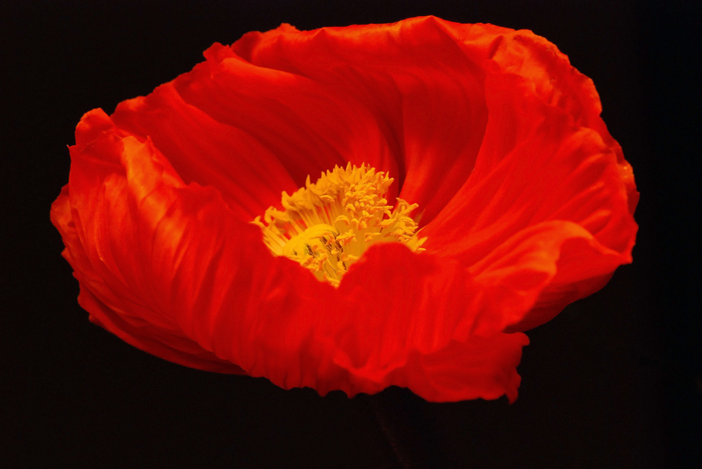 Feuerrote Blume etwas dezenter