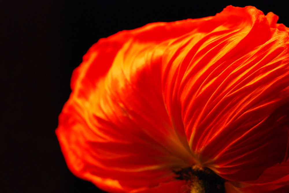 Feuerrote Blume von hinten 2