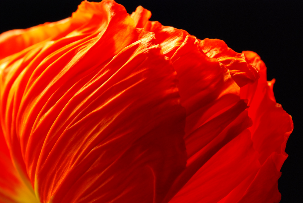 Feuerrote Blume von hinten