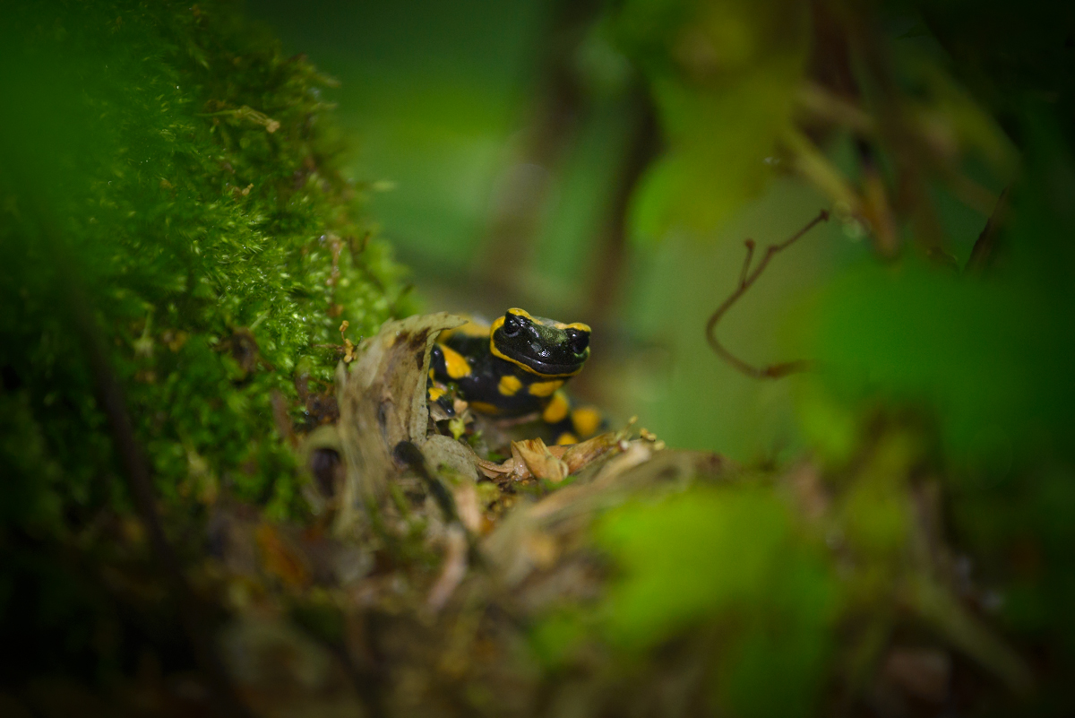 feuersalamander 001