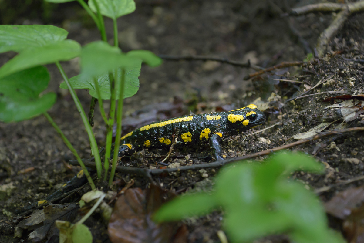 feuersalamander 002