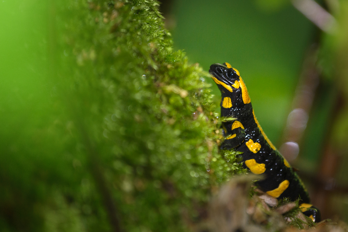 feuersalamander 003