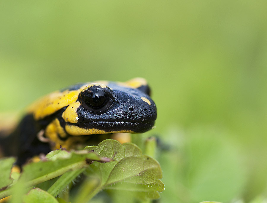 Feuersalamander 02