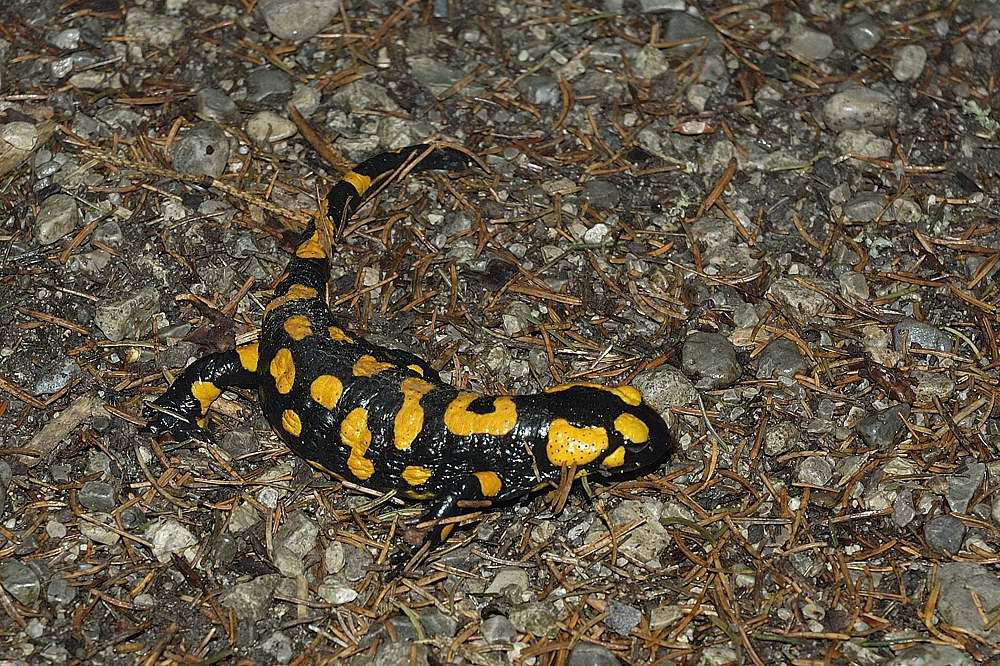Feuersalamander