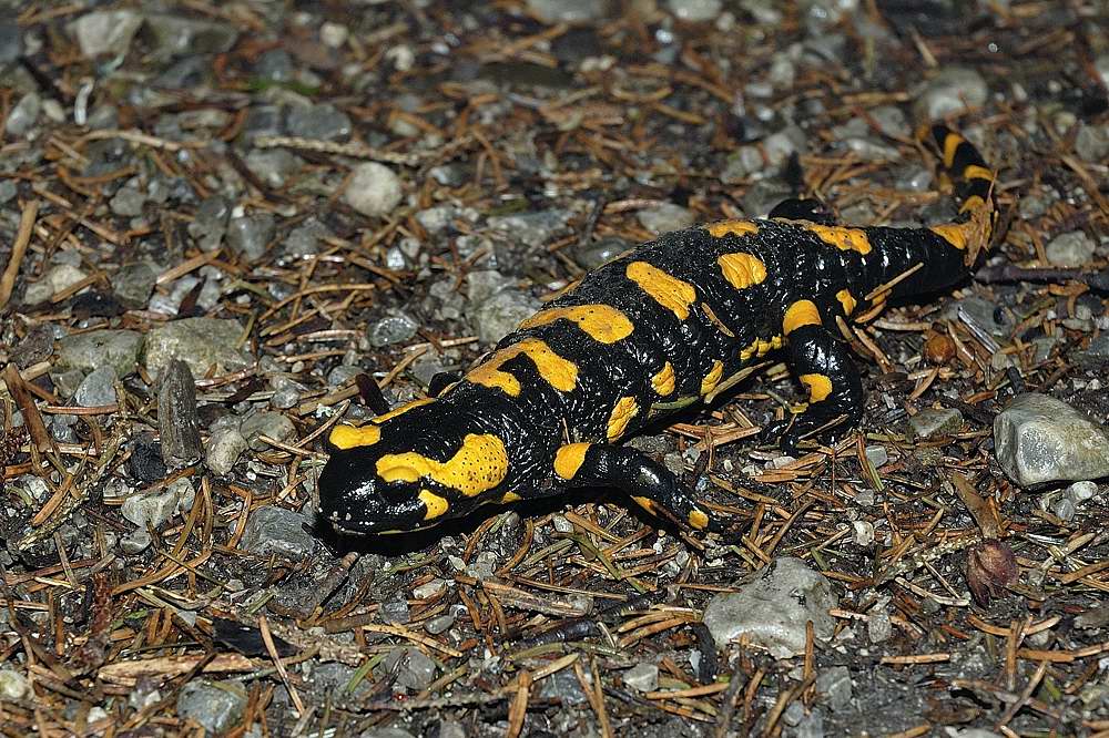 Feuersalamander