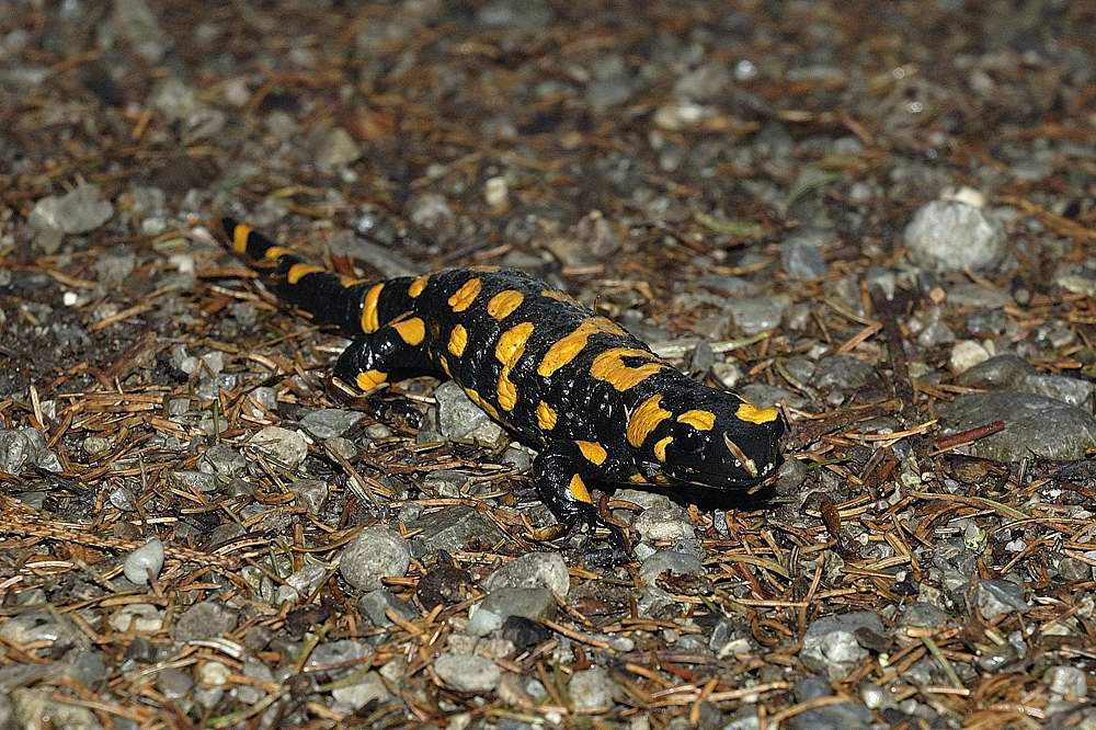 Feuersalamander