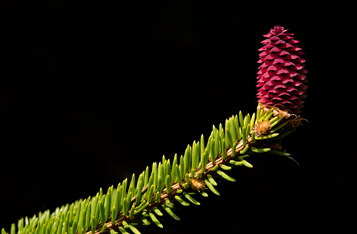 Fichtenblüte 1.jpg