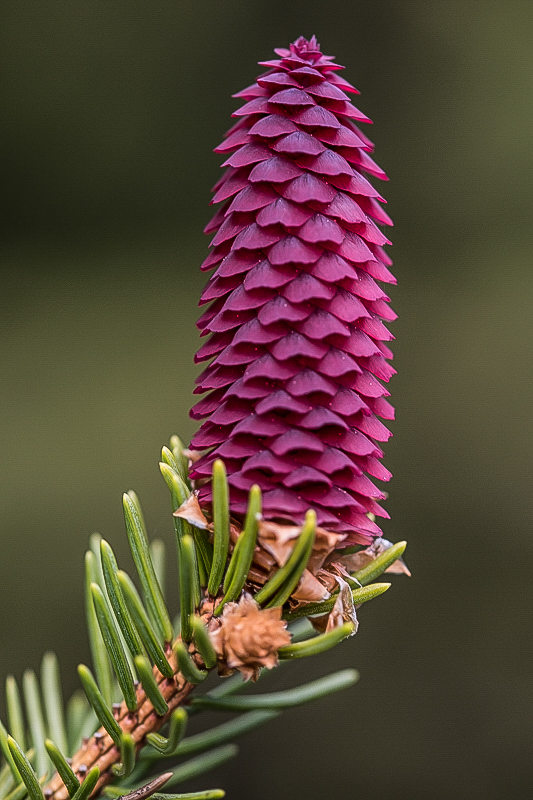 Fichtenblüte 2.jpg
