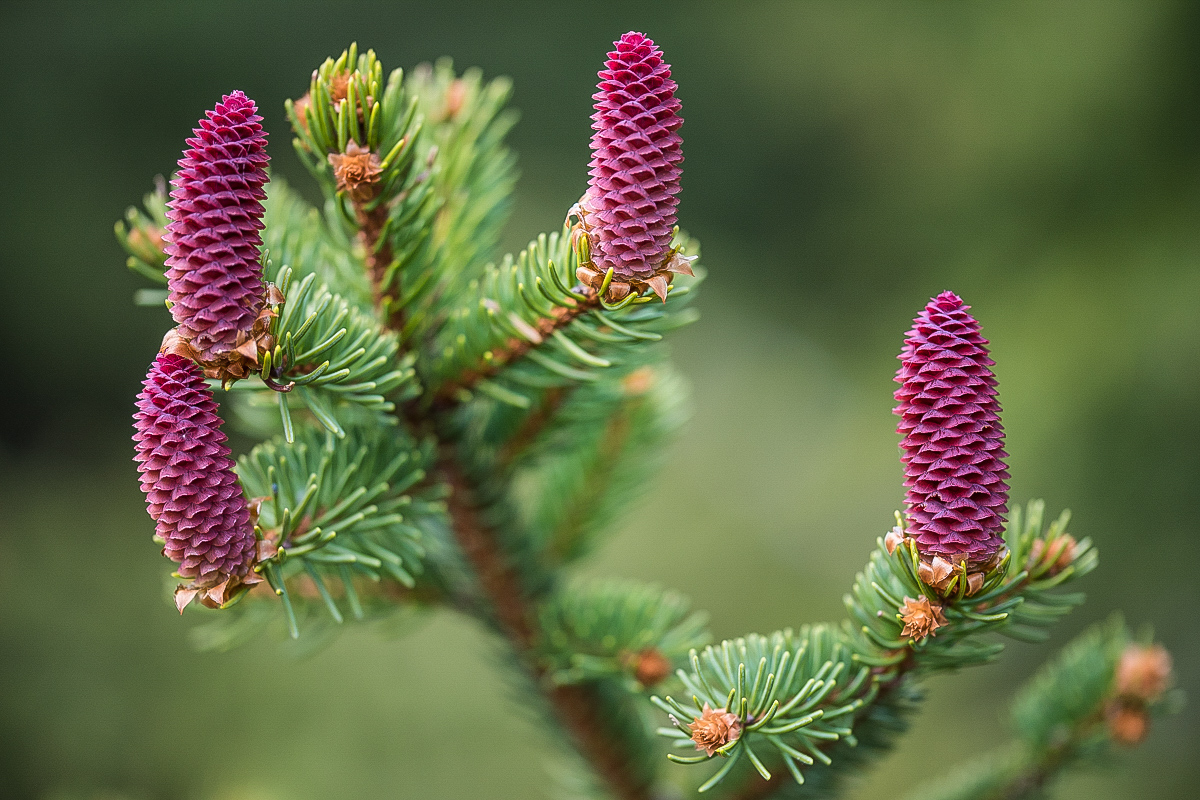 Fichtenblüte 3.jpg