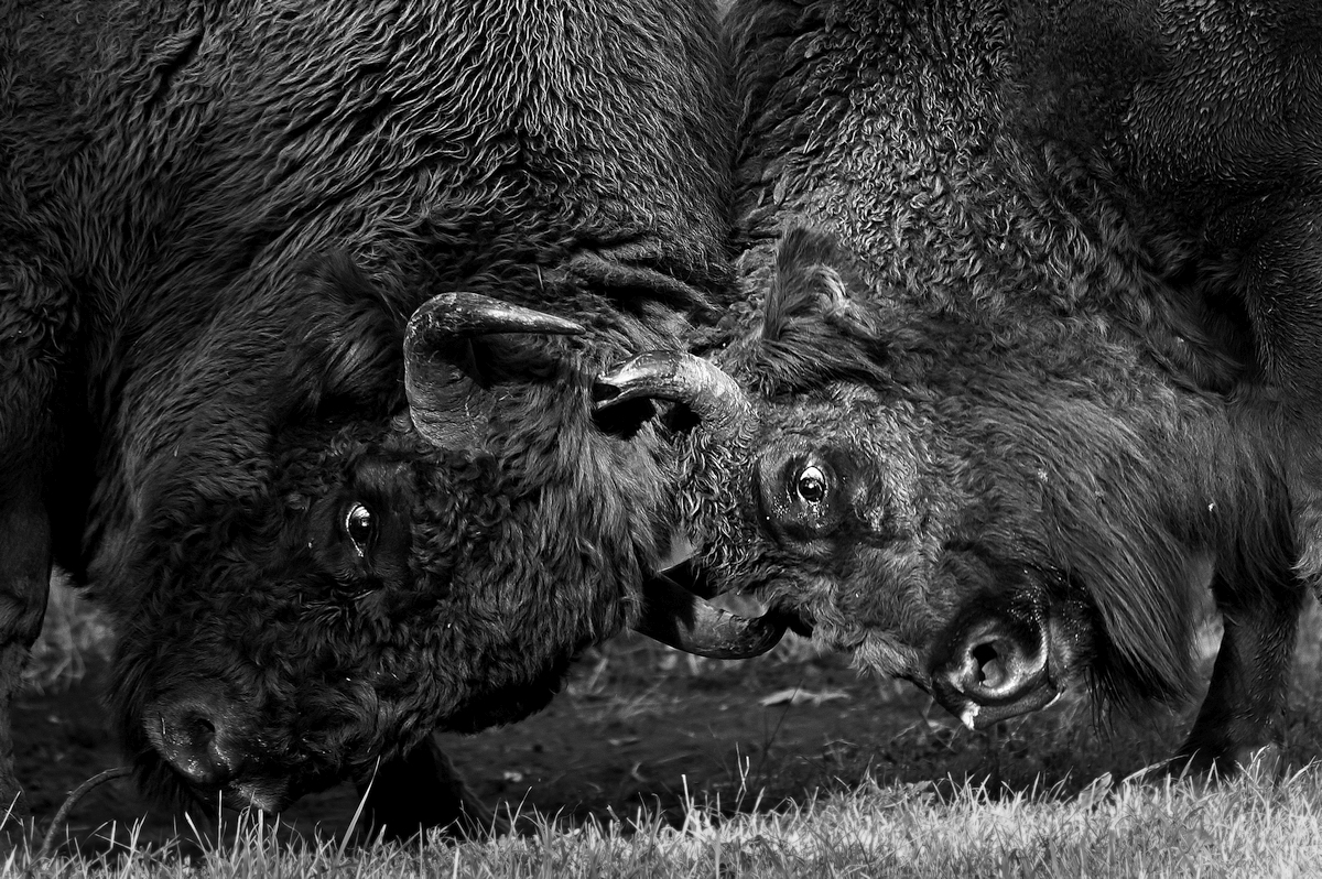 Fighting bulls.jpg