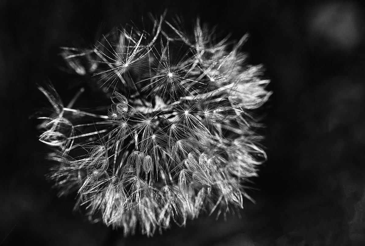 Filigranfeuerwerk 2.jpg