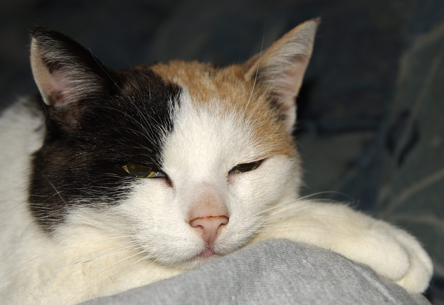Filou bei Susanne