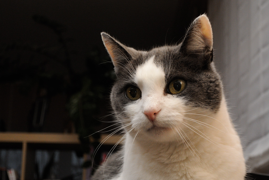 Filou1 Katze SB-N5