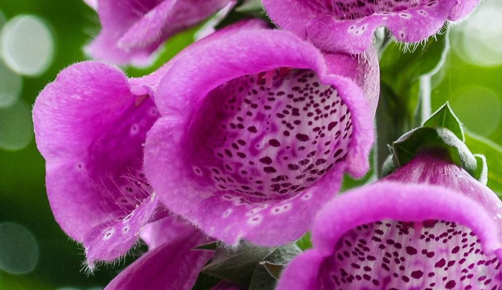 Fingerhut lila