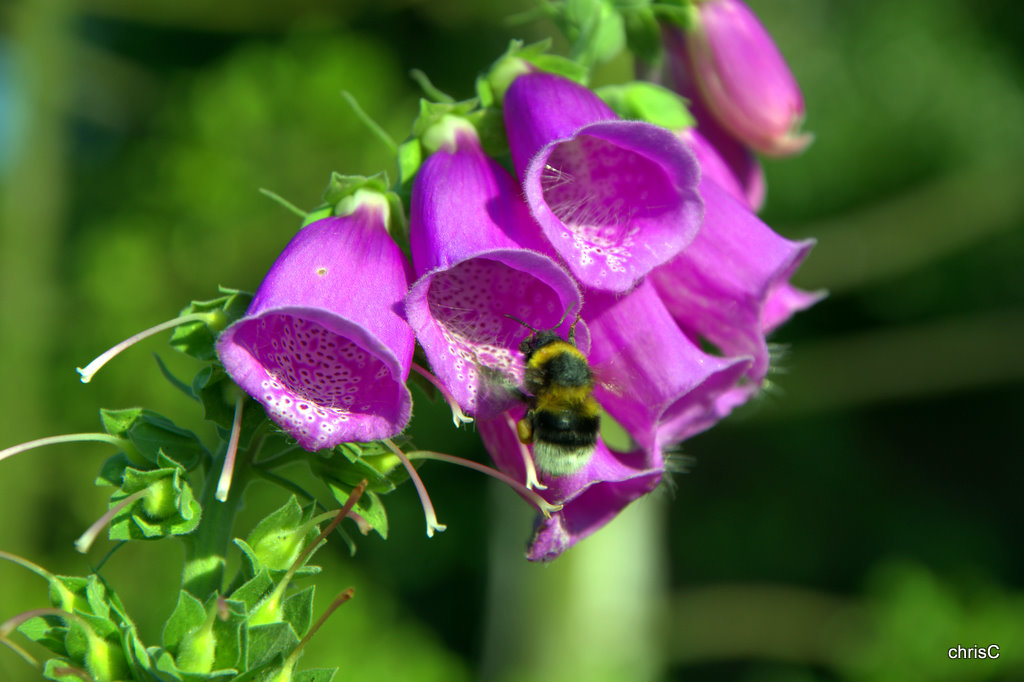 Fingerhut tut Hummel gut