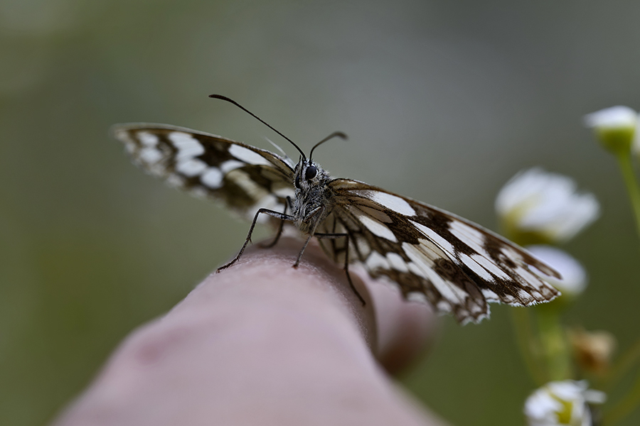 Fingerling