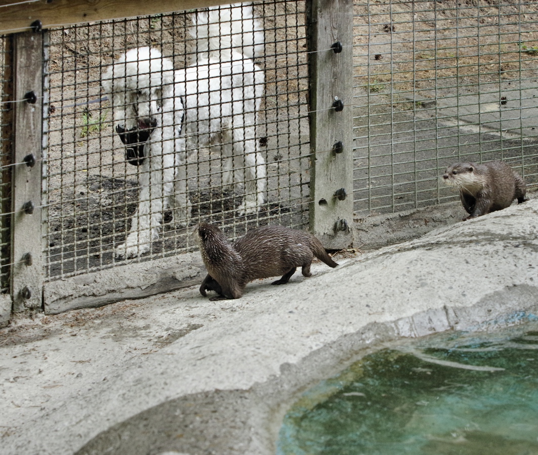 Fingerotter 2.jpg