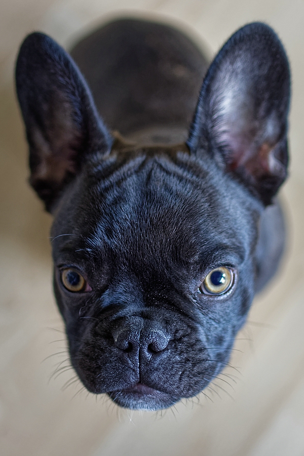 Finley I