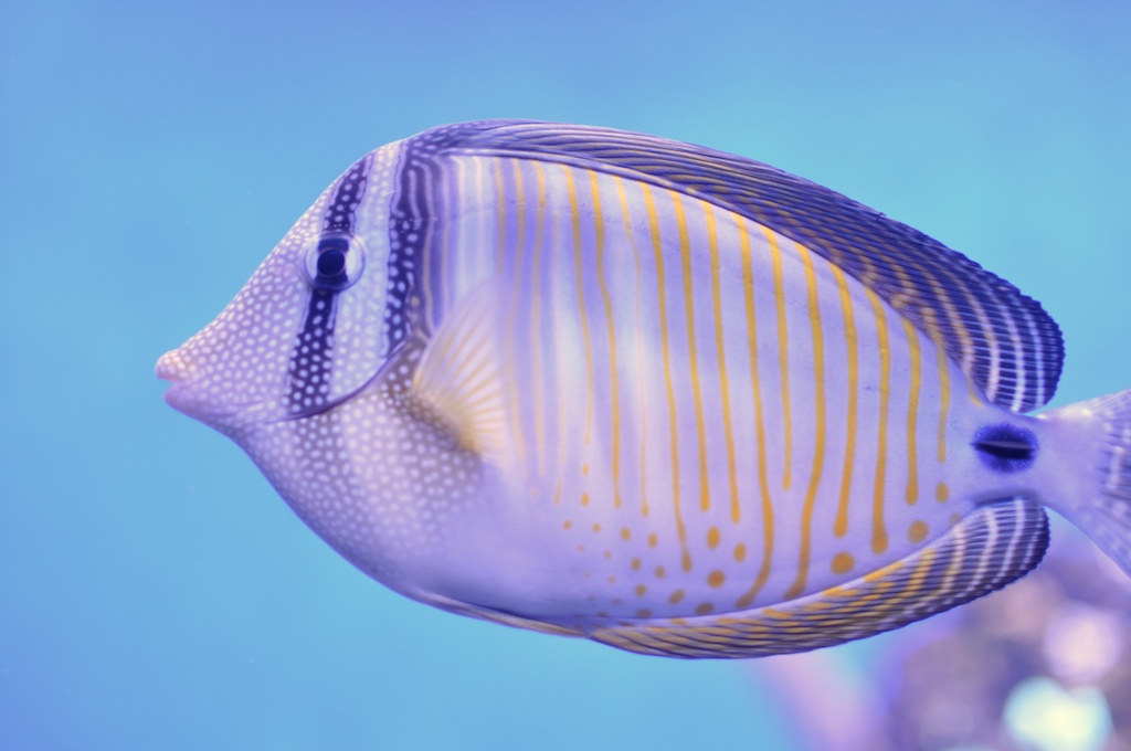 Fisch 2