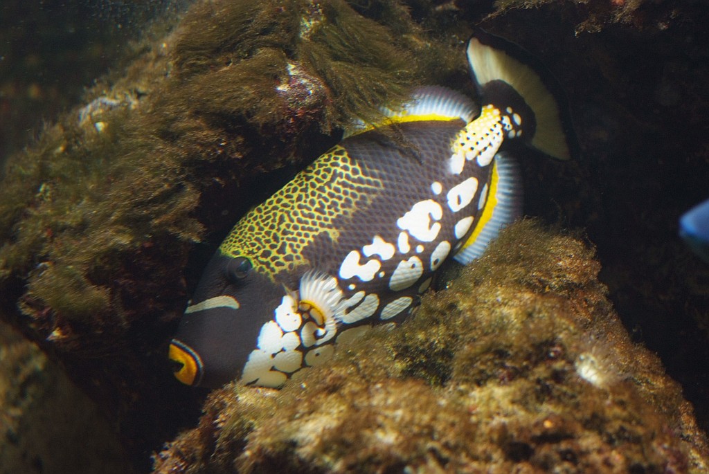 fisch 3