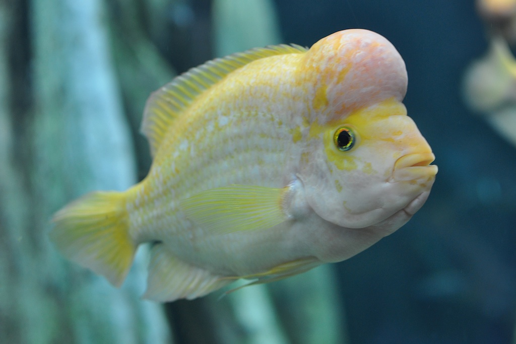 Fisch 3