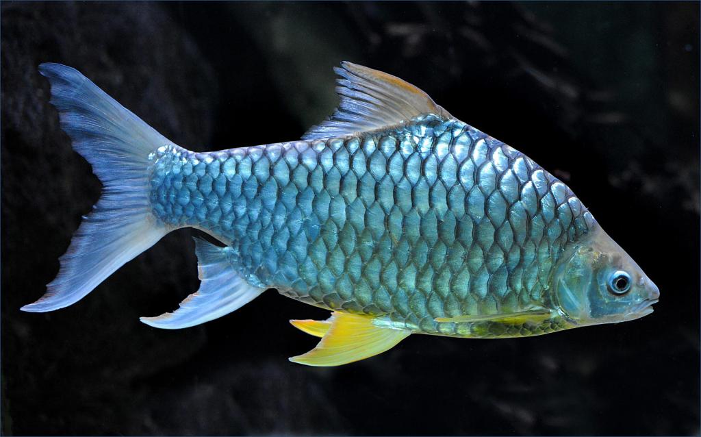 fisch 3200 iso