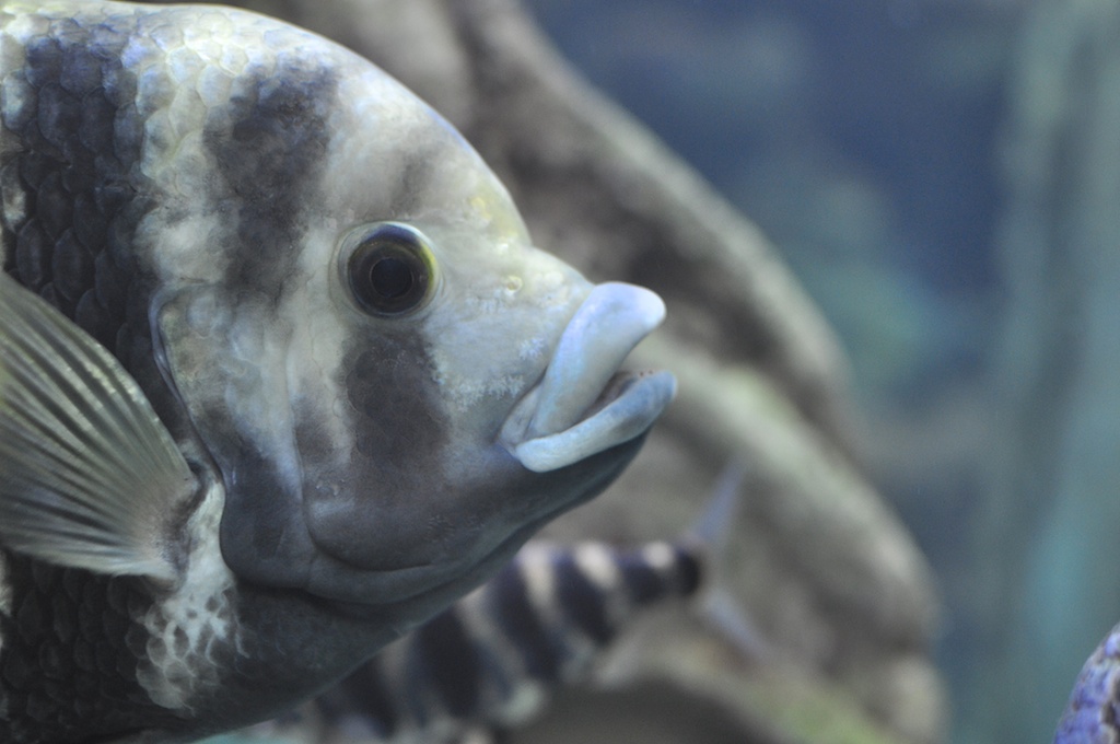 Fisch 4