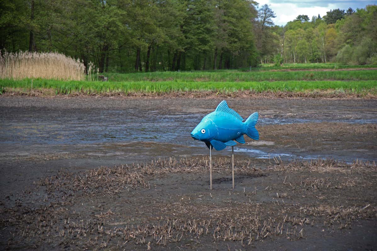 Fisch auf dem Trockenen.jpg