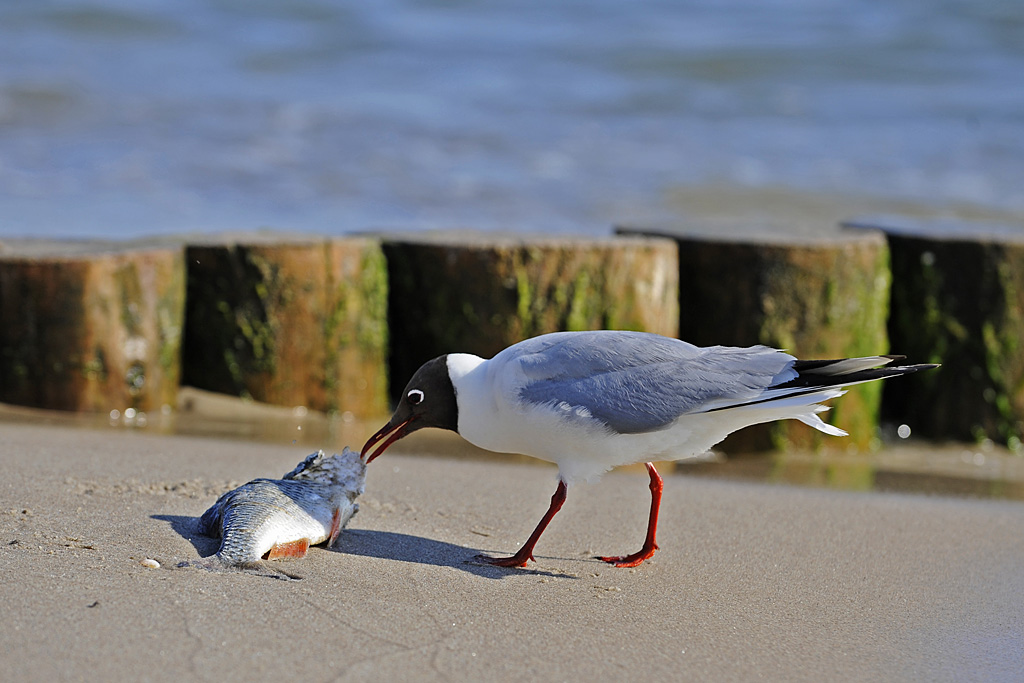 Fisch geniessen