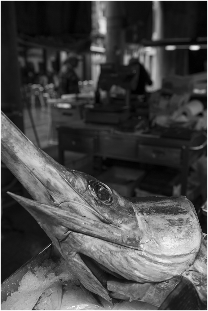 fisch sw1