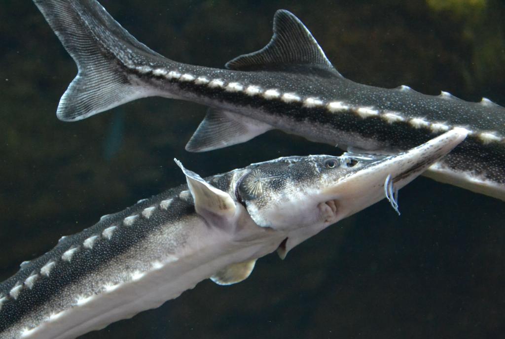 Fisch