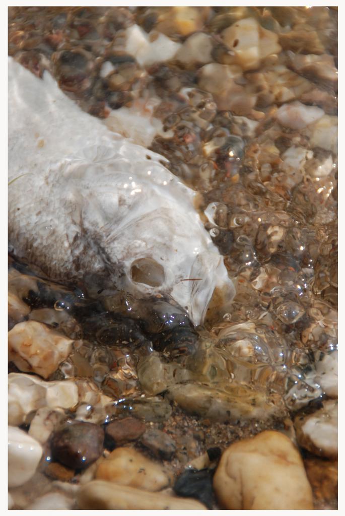 Fisch