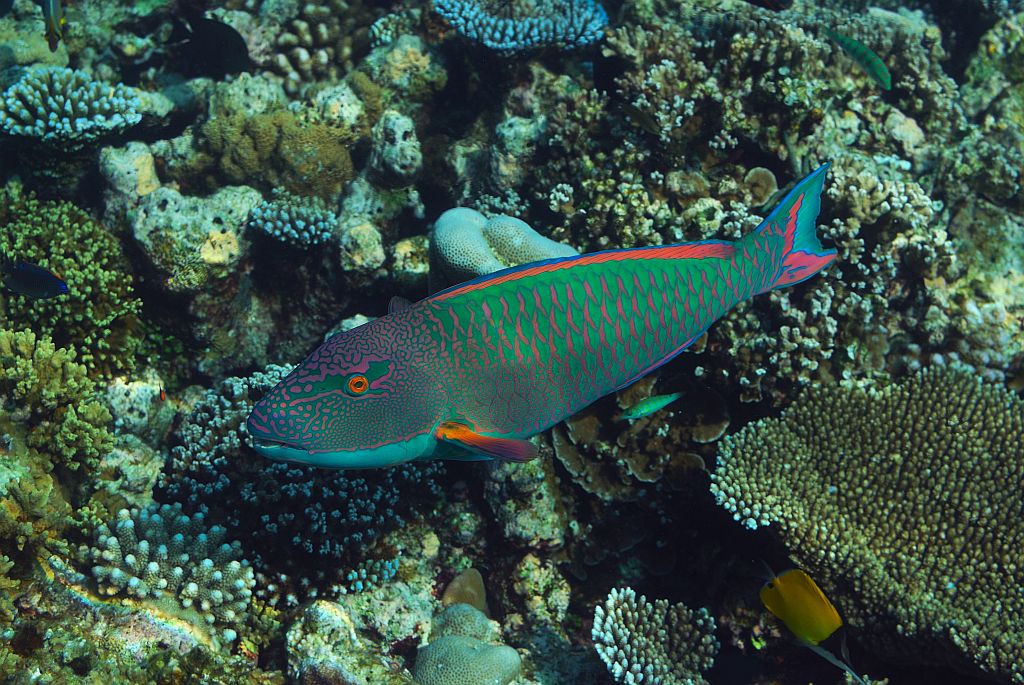 Fisch1