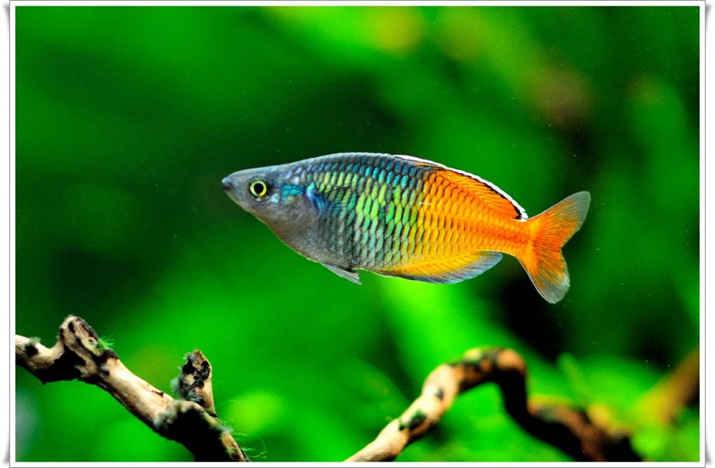 fisch1