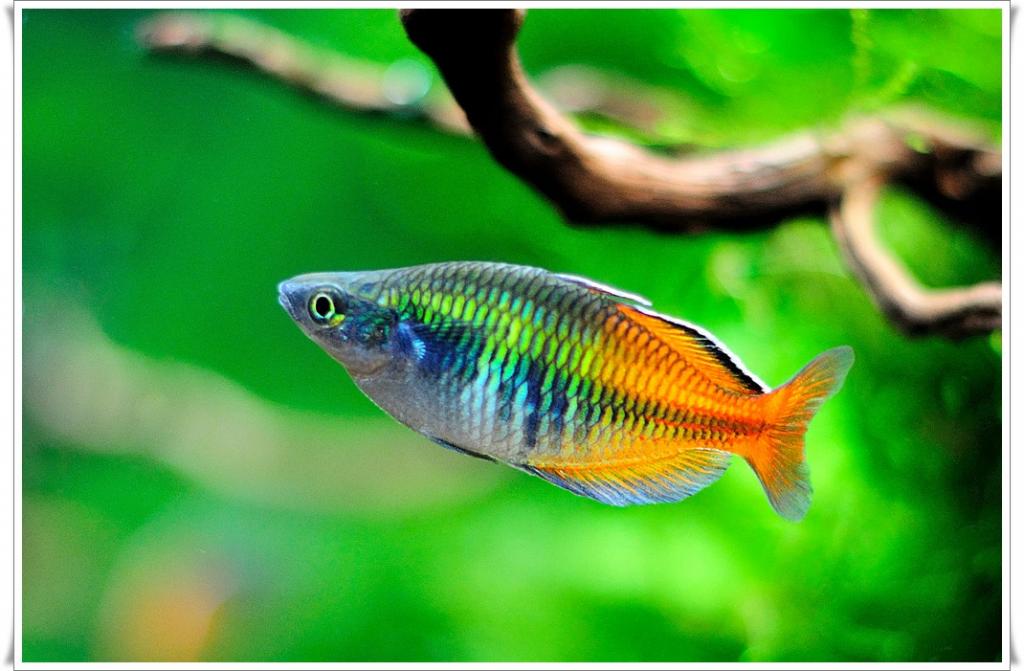fisch2
