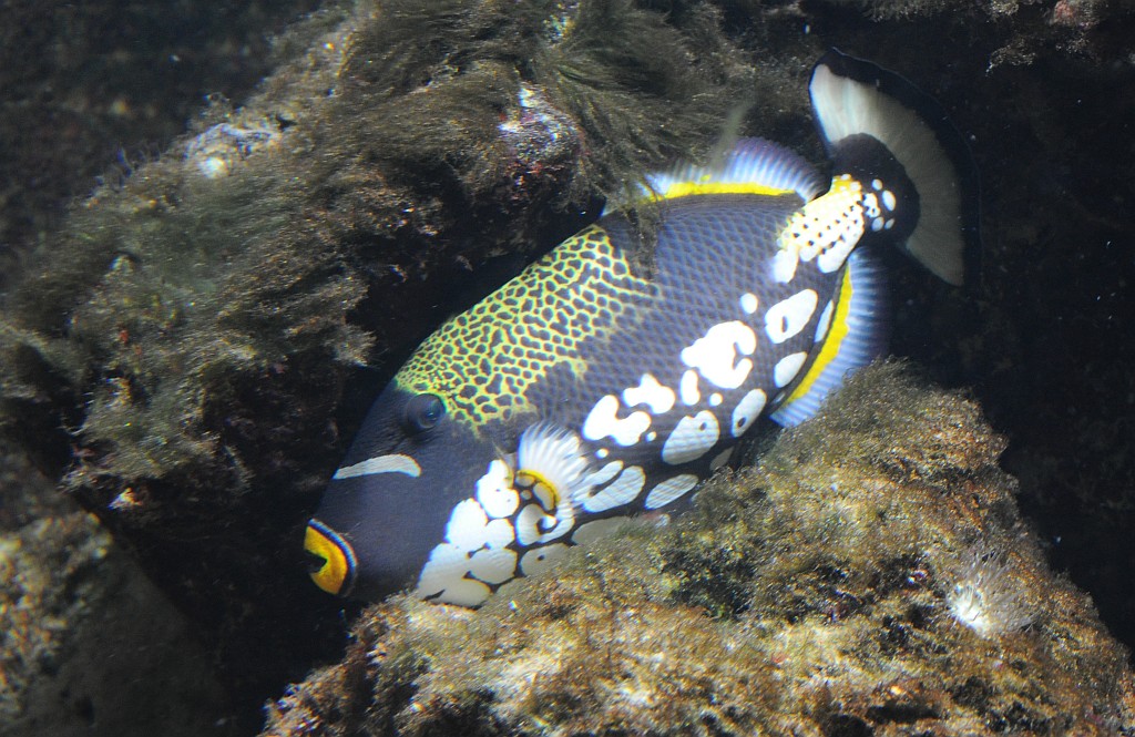 fisch4