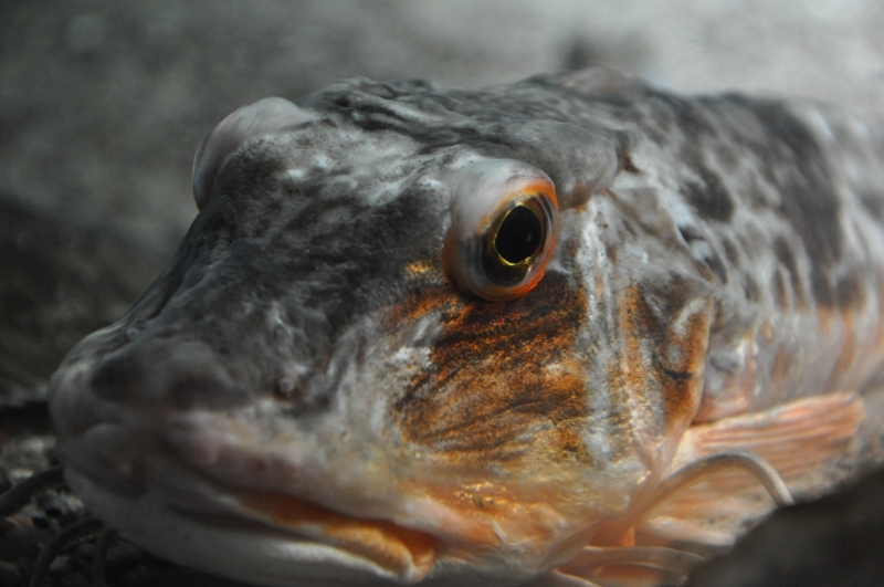 Fischauge