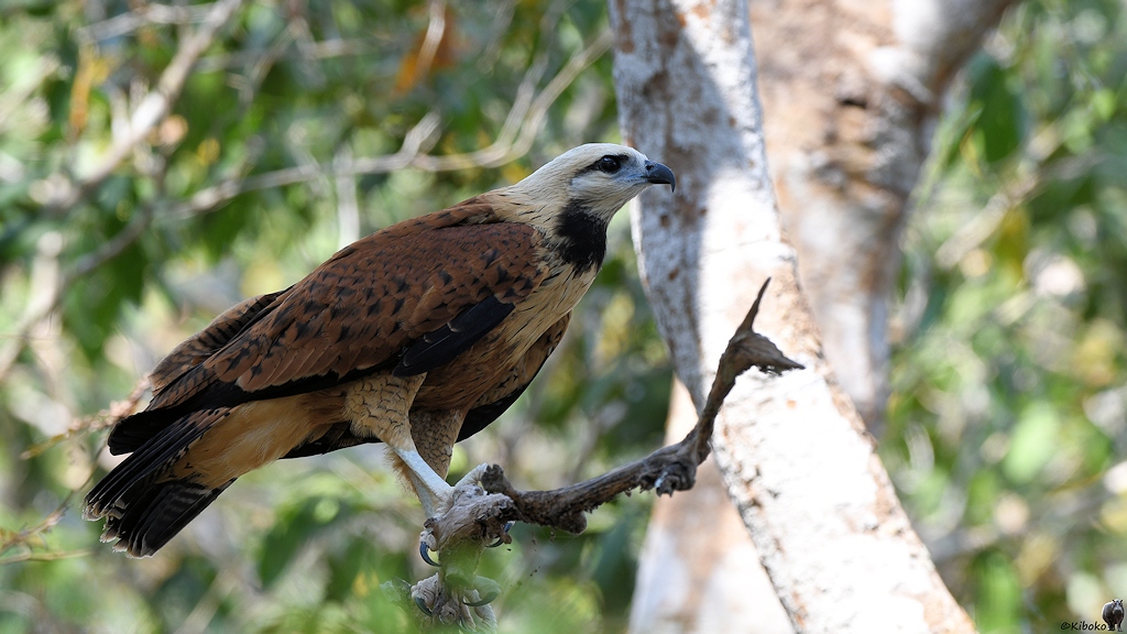 Fischbussard (Black-collared Hawk)

s1126 RioClaro Black CollaredHawk 7712