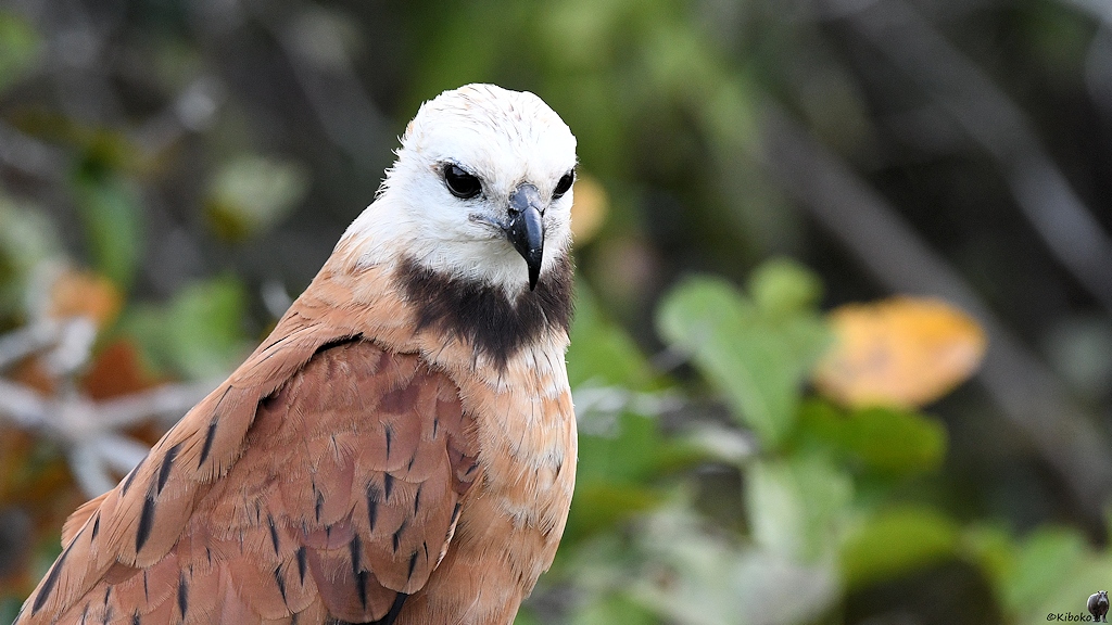 Fischbussard (black-collared hawk)

s887 PantanalHotel BlackCollaredHawk 4718