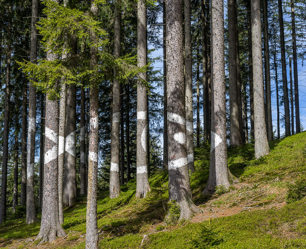 Fische im Bergwald