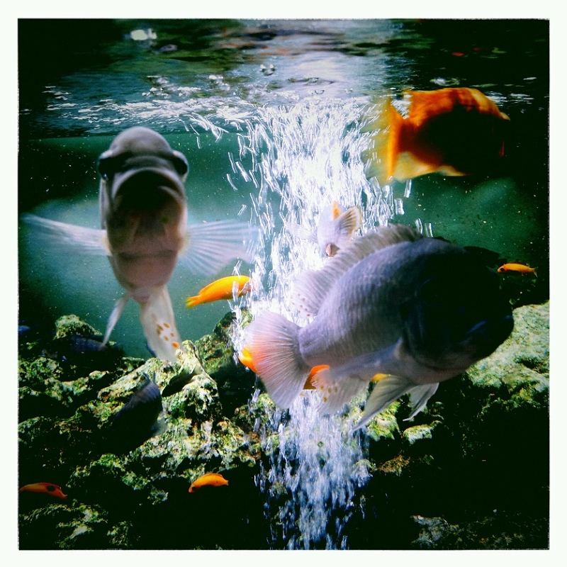 Fische