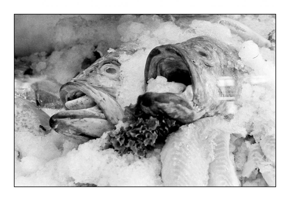 Fische