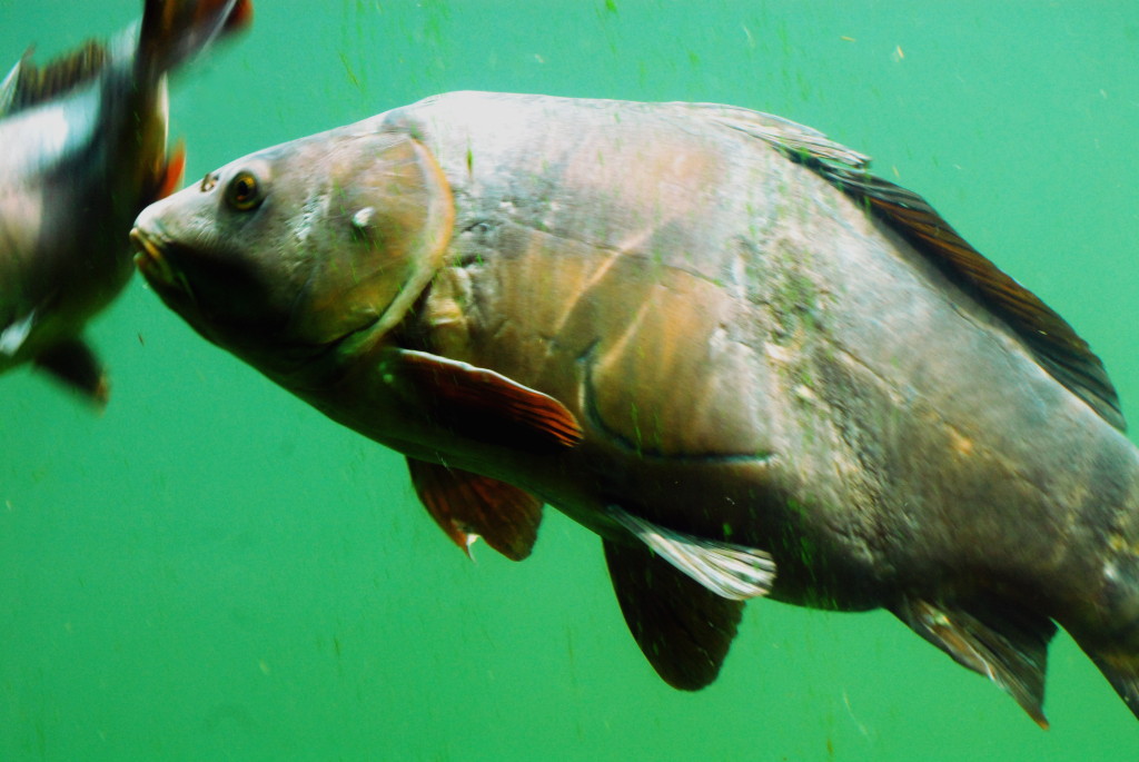 FischImFlpferdbecken 0078 110529 1024