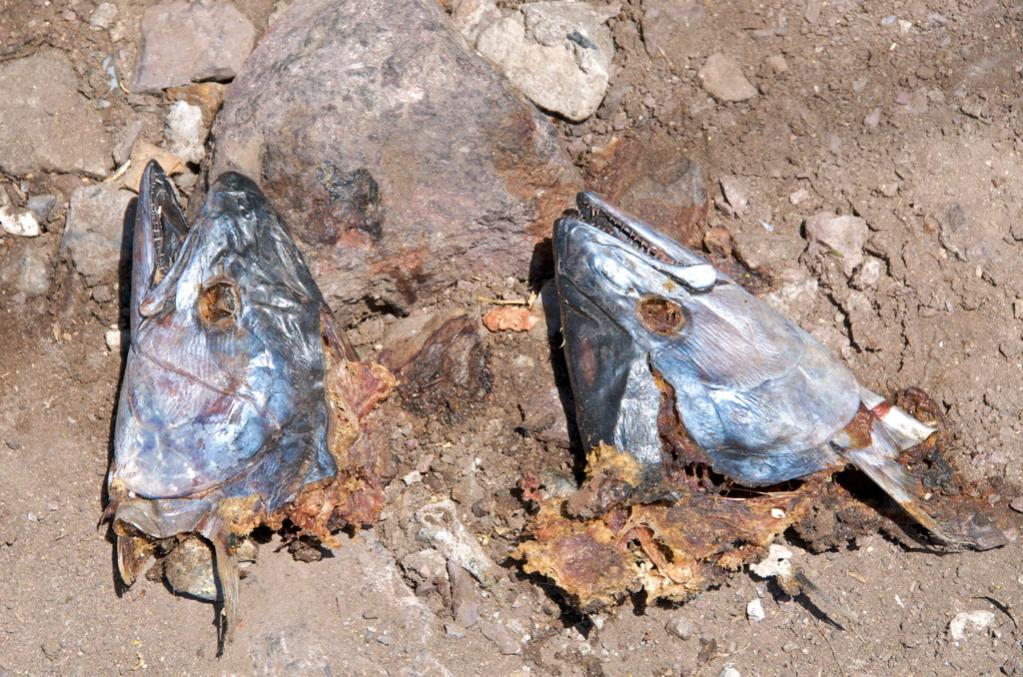 Fischköpfe