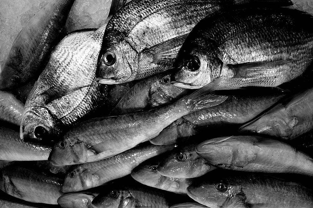 fischmarrkt 1 passsw