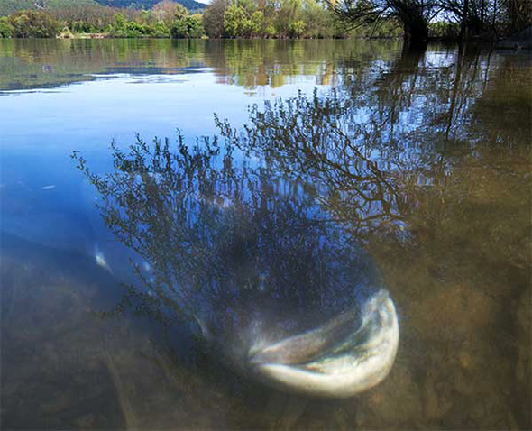 fischoderwas2