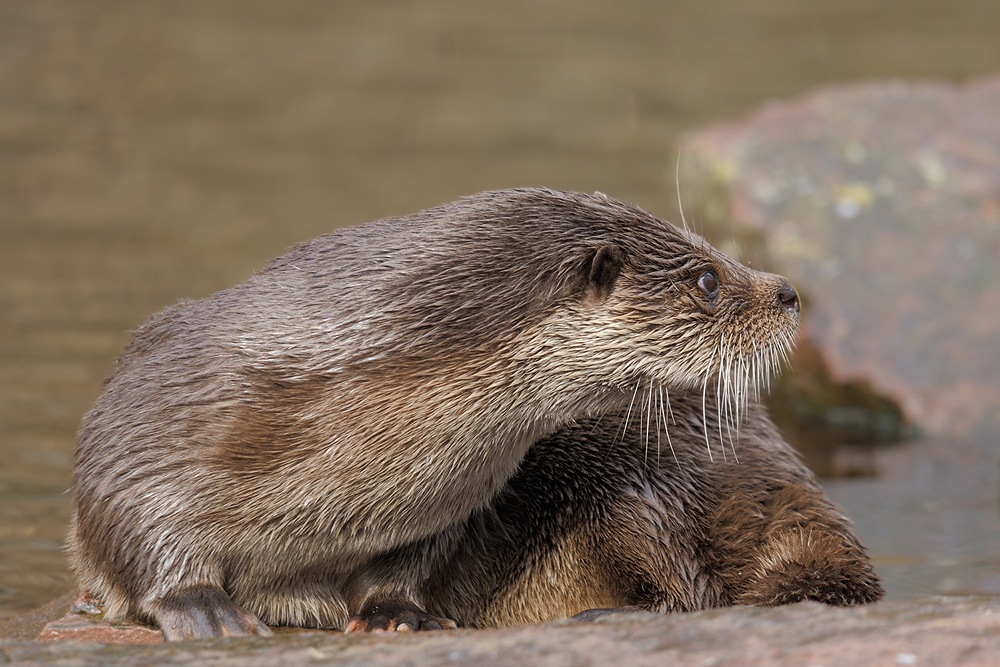 Fischotter
Tiergarten Nürnberg