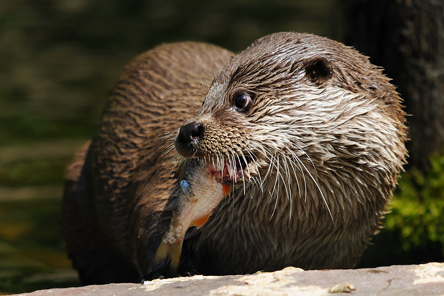 Fischotter
Tiergarten Nürnberg